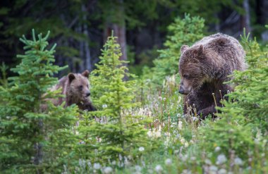 Kanada vahşi doğasında boz ayı
