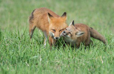 Vahşi doğada çimlerin üzerinde sevimli kızıl tilkiler
