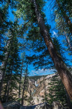 Yazın Yellowstone Manzarası