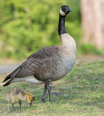 Vahşi doğada homurdanmak