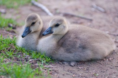 Vahşi doğada homurdanmak