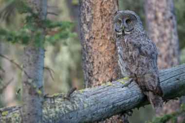 Büyük gri baykuş vahşi doğada, alberta, Kanada