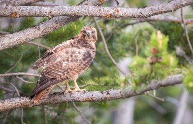 Vahşi doğadaki şahin 