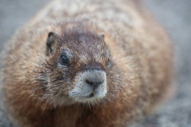 Vahşi doğada dağ sıçanlarının yakın çekimi. 