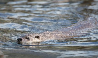 Doğadaki vahşi su samuru.