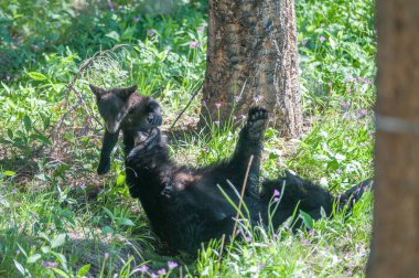 Kara ayı vahşi doğada