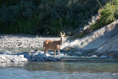 Vahşi doğada geyik
