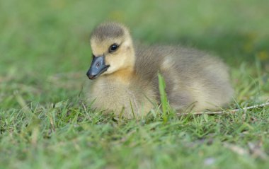 Vahşi doğada homurdanmak
