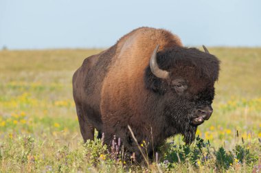 Bizonlar vahşi doğada
