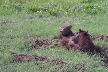 Vahşi doğada boz ayı