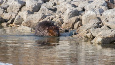 Vahşi doğada kunduz