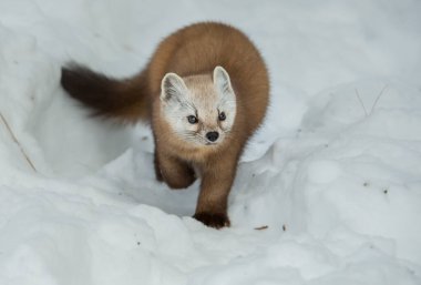 Banff Ulusal Parkı, Alberta, Kanada 'da kar üzerinde yürüyen çam mermeri.