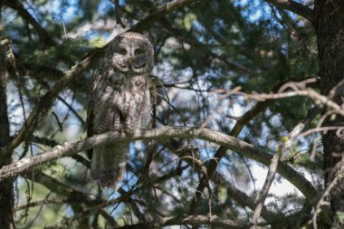 Büyük gri baykuş vahşi doğada, alberta, Kanada