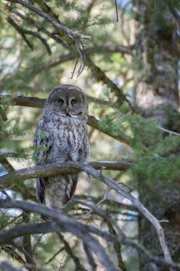 Büyük gri baykuş vahşi doğada, alberta, Kanada