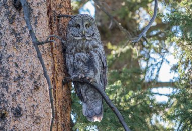 Büyük gri baykuş vahşi doğada, alberta, Kanada