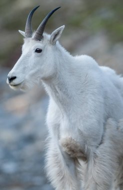 Dağ Keçisi vahşi, ulusal park, Jasper, Kanada