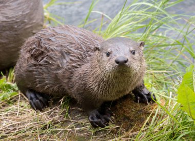 Doğadaki vahşi su samuru.  