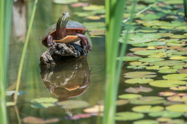 Toronto 'da boyalı kaplumbağa.