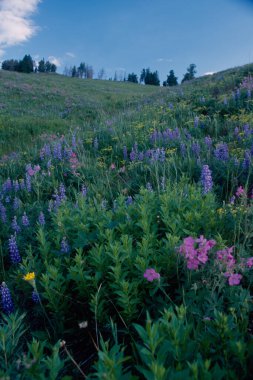Dağlarda kır çiçekleri