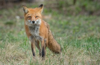 Parktaki çimlerde sevimli kırmızı tilkiler