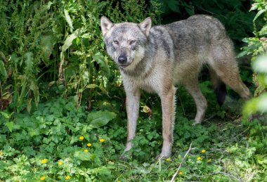 Kıyı kurdu nehirde balık tutuyor. 