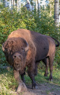 Bizonlar vahşi doğada
