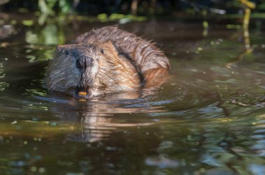 Vahşi doğada kunduz