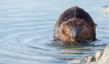 Vahşi doğada kunduz