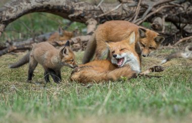 Kızıl tilki vahşi doğada
