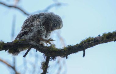 Büyük gri baykuş vahşi doğada, alberta, Kanada