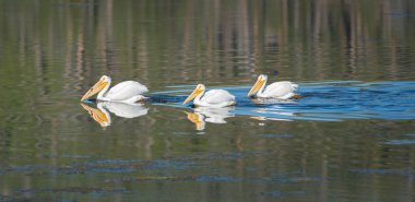 Pelikan balık tutmaya çalışıyor