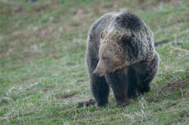 Yellowstone 'da boz ayı