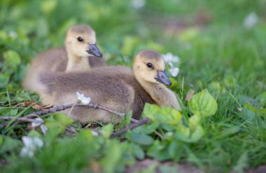 Vahşi doğada homurdanmak
