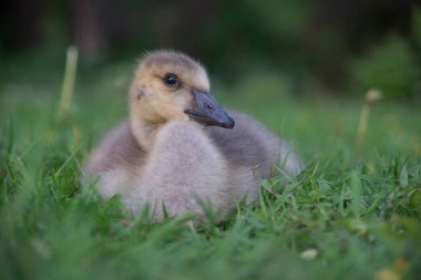 Vahşi doğada homurdanmak