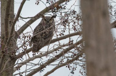 Vahşi doğada Büyük Boynuzlu Baykuş