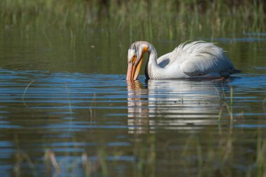 Vahşi doğada pelikan
