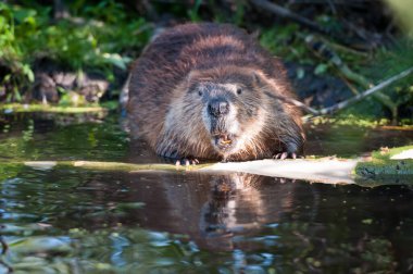 Vahşi doğada kunduz