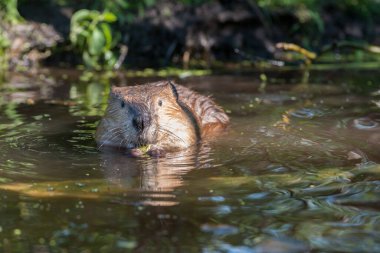 Vahşi doğada kunduz