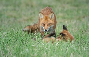 Kanada 'da Kızıl Tilki