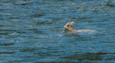 Koca boynuzlu koyunlar vahşi doğada
