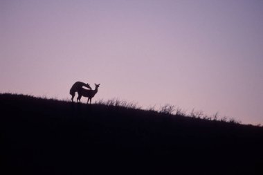 Vahşi doğadaki geyik