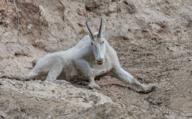Dağ Keçisi vahşi, ulusal park, Jasper, Kanada