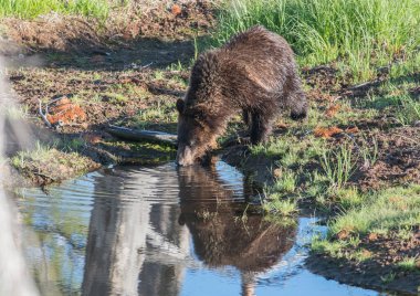 Vahşi doğada boz ayı