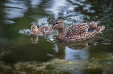 Ördek ve ördek doğada