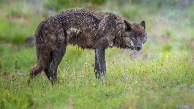 Siyah kurt vahşi doğada