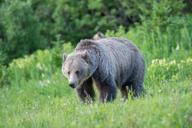 Vahşi doğada boz ayı