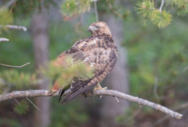 Vahşi doğadaki şahin 