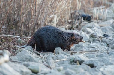 Vahşi doğada kunduz