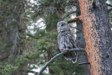 Büyük gri baykuş vahşi doğada, alberta, Kanada