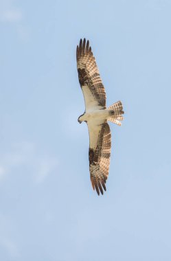Osprey vahşi doğada